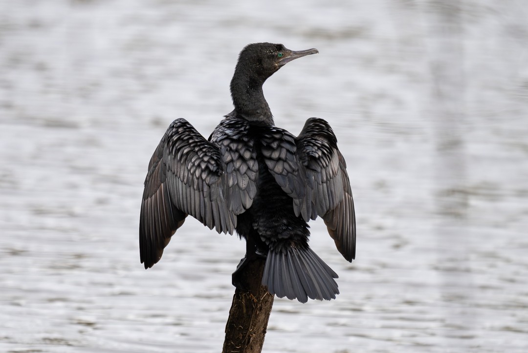 kormorán australský - ML647134998