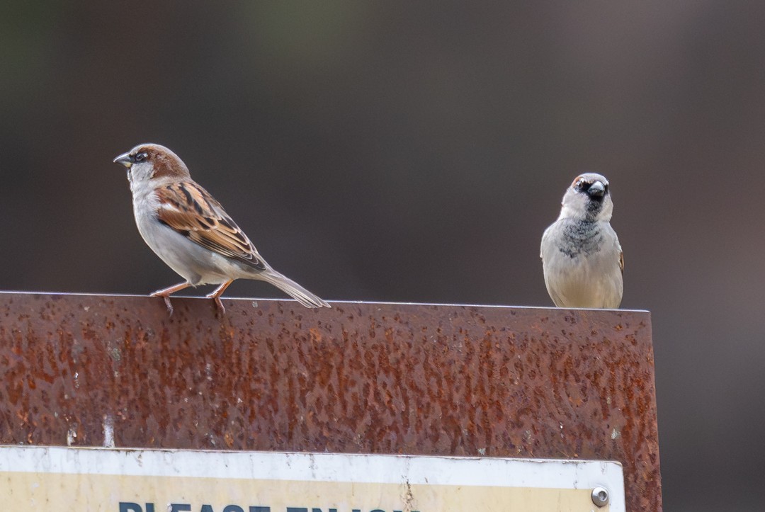 דרור הבית - ML647135000