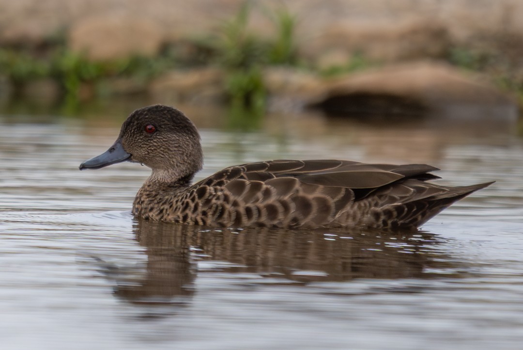Chestnut Teal - ML647135003