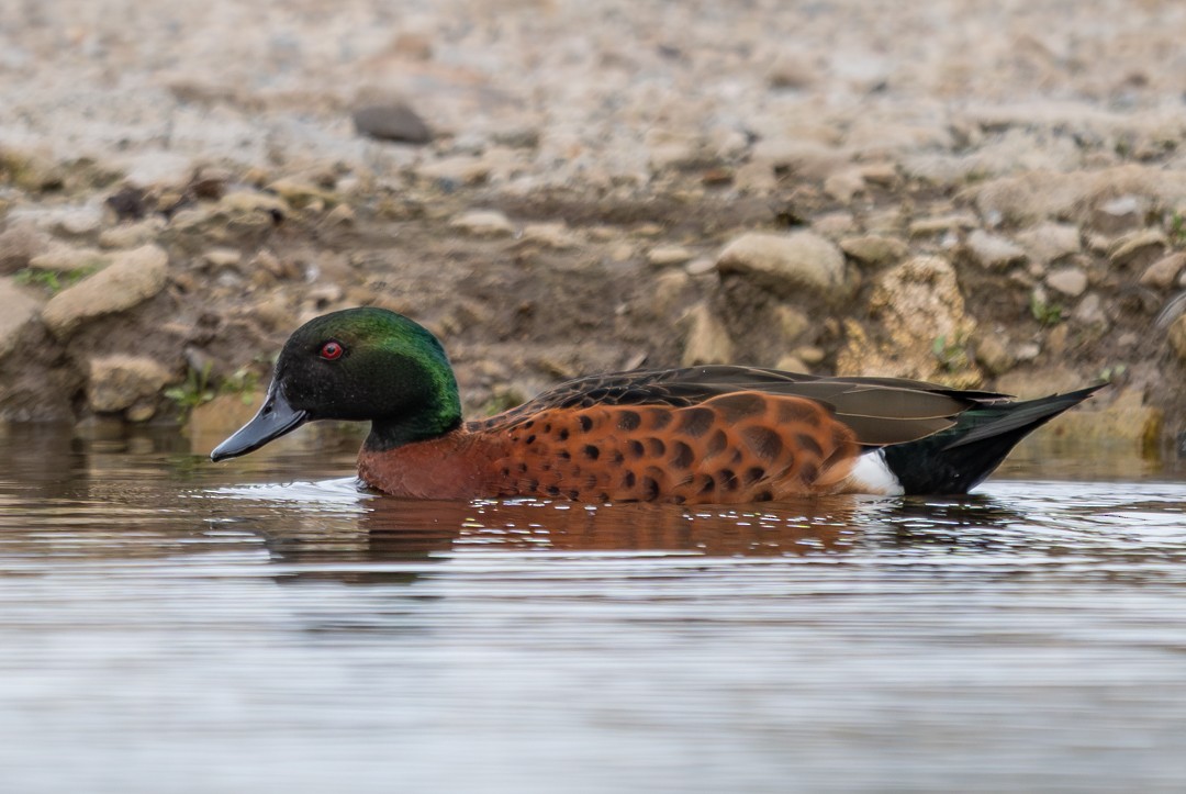 Chestnut Teal - ML647135004