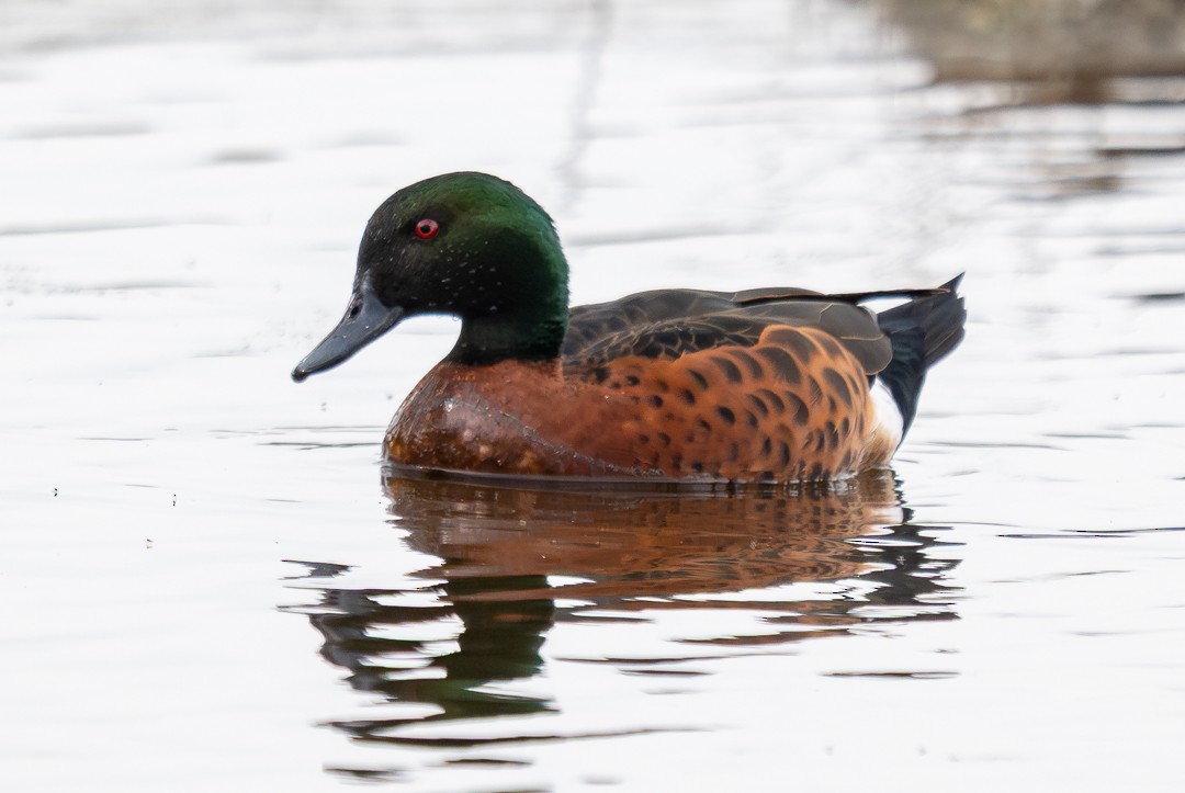 Chestnut Teal - ML647135005