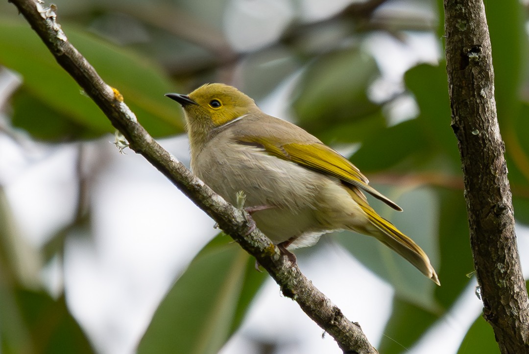 hvitsmykkehonningeter - ML647135006