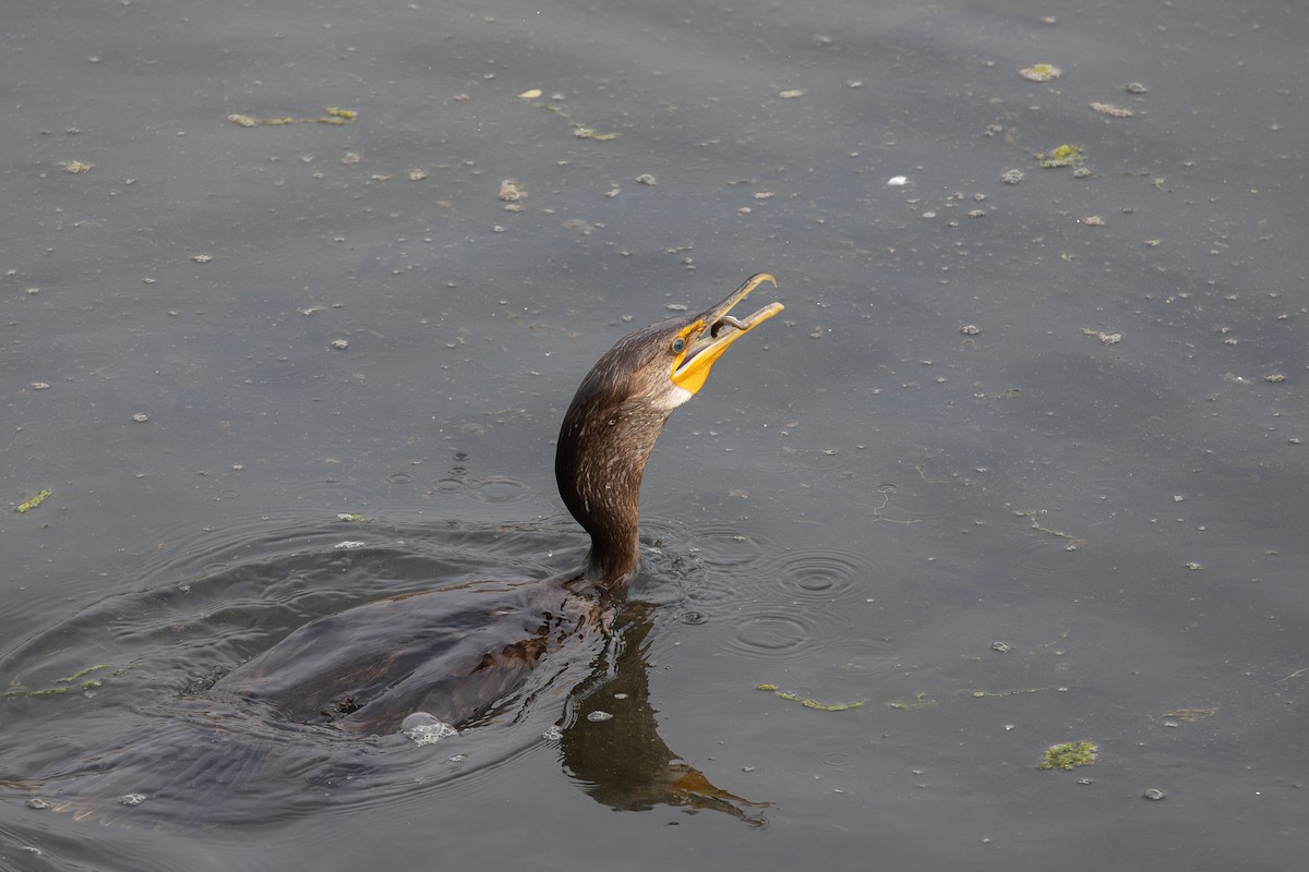 Cormoran à aigrettes - ML647135015