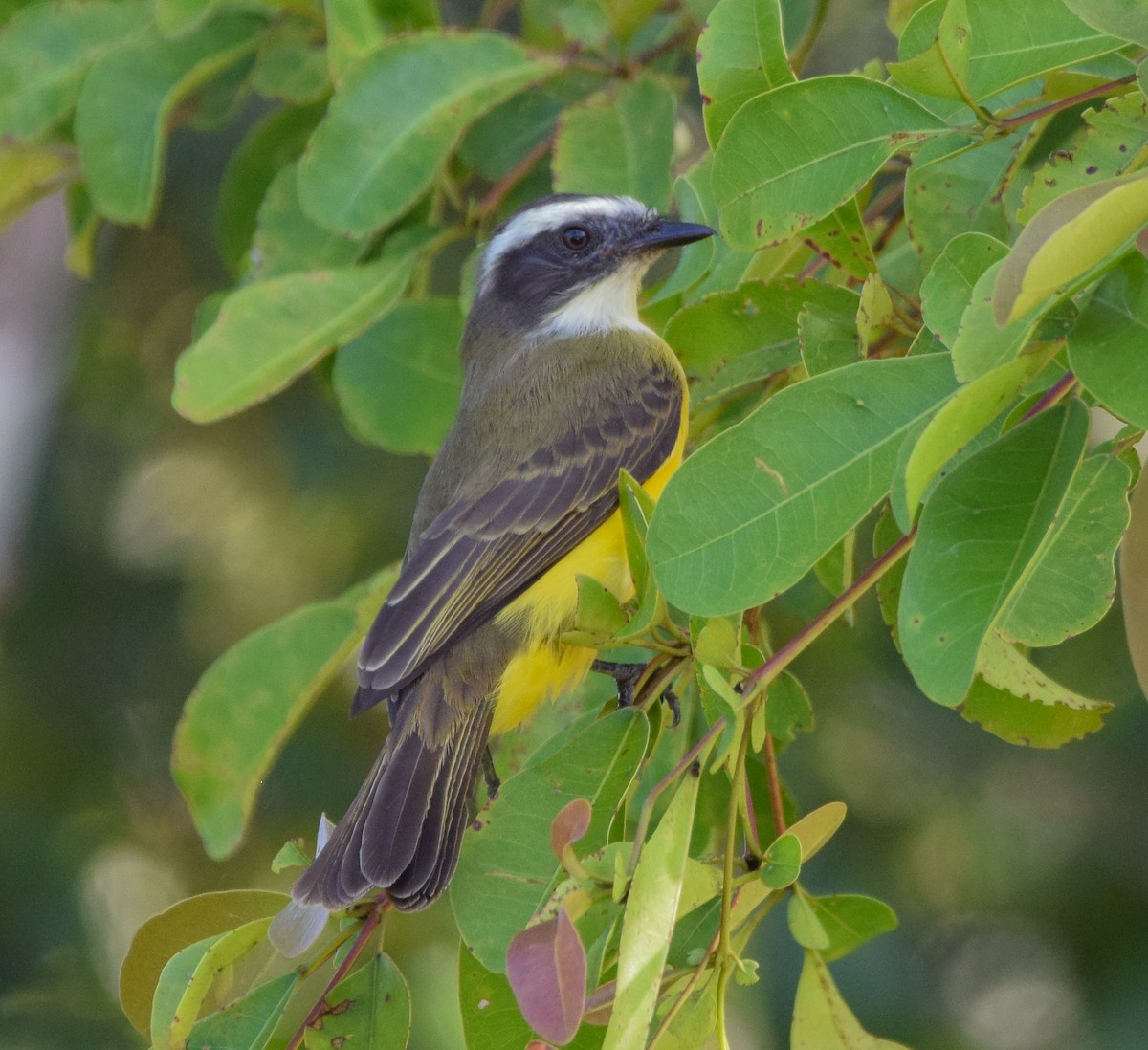 Social Flycatcher - ML647135016