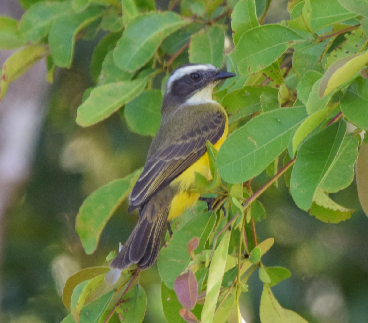 Social Flycatcher - ML647135017