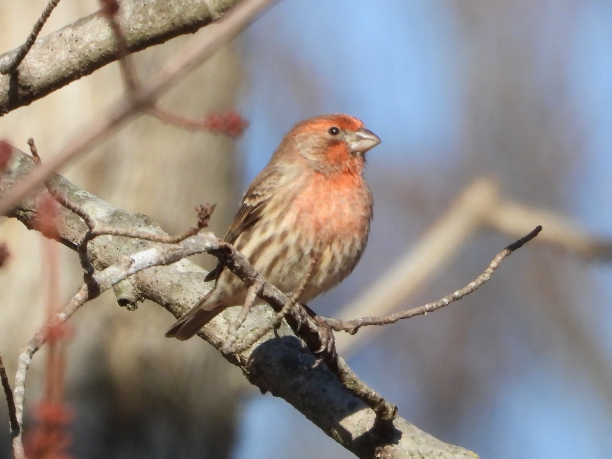 House Finch - ML647135019