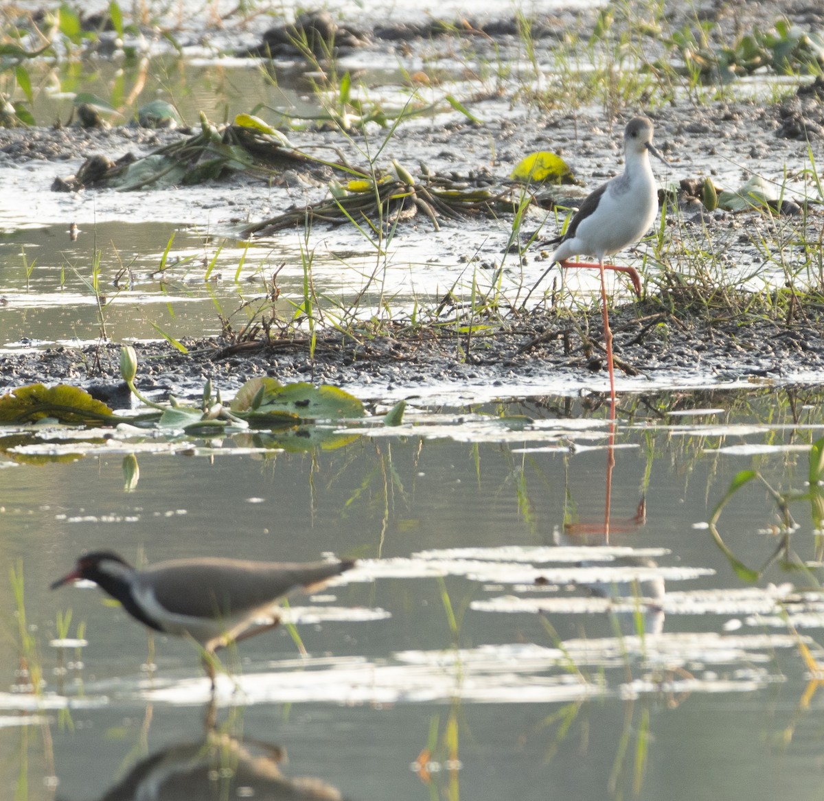 高蹺鴴 - ML647135025