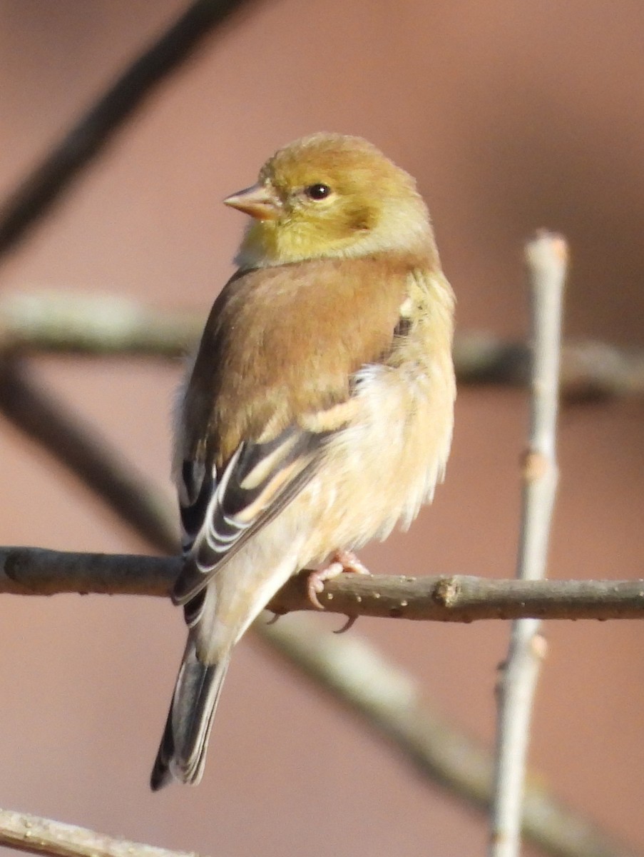 American Goldfinch - ML647135027