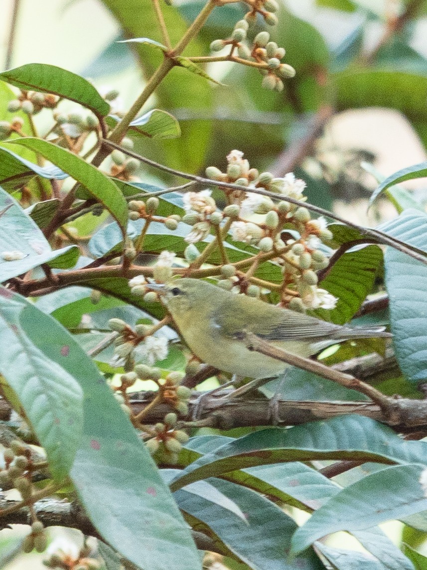 Червоїд світлобровий - ML647135031