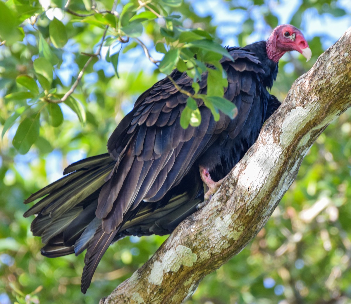 Urubu à tête rouge - ML647135034