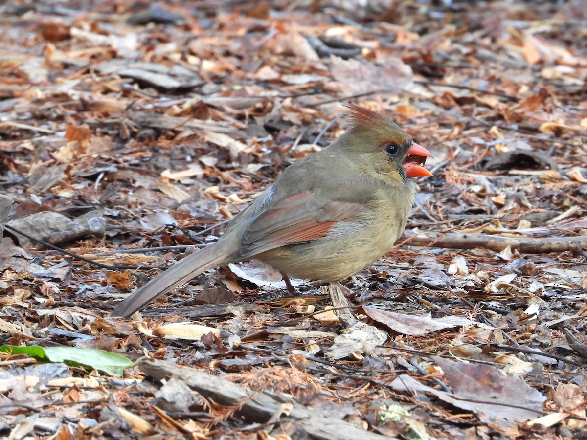 Northern Cardinal - ML647135036