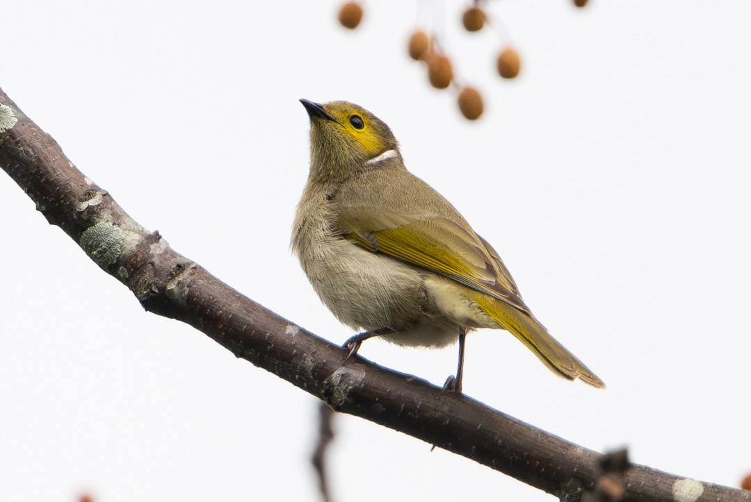 hvitsmykkehonningeter - ML647135044