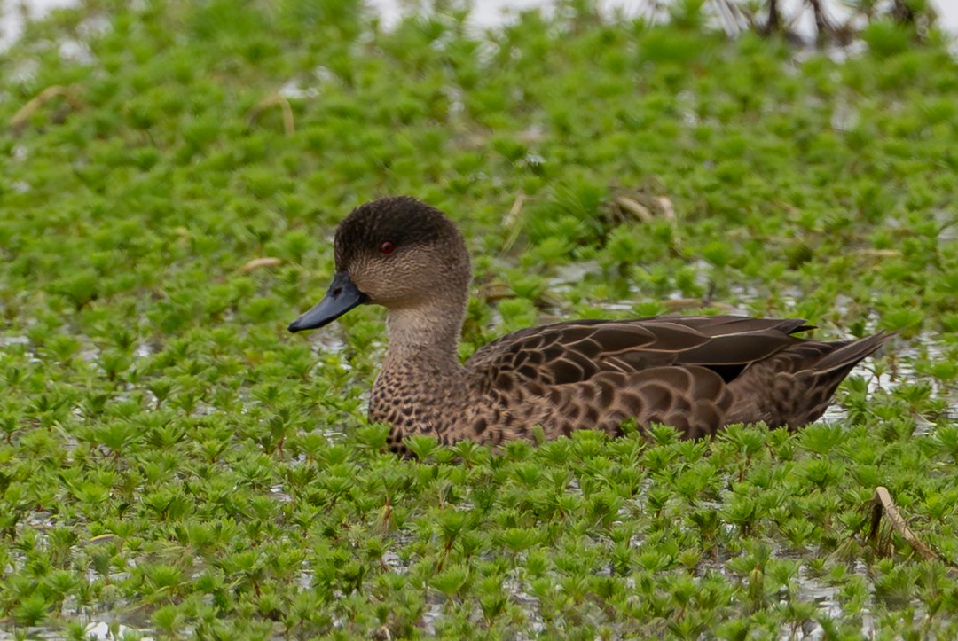 Chestnut Teal - ML647135045