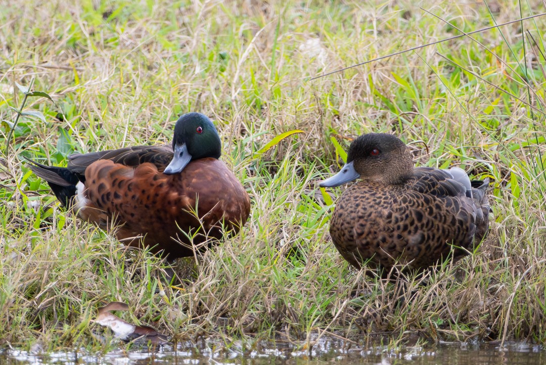 Chestnut Teal - ML647135048