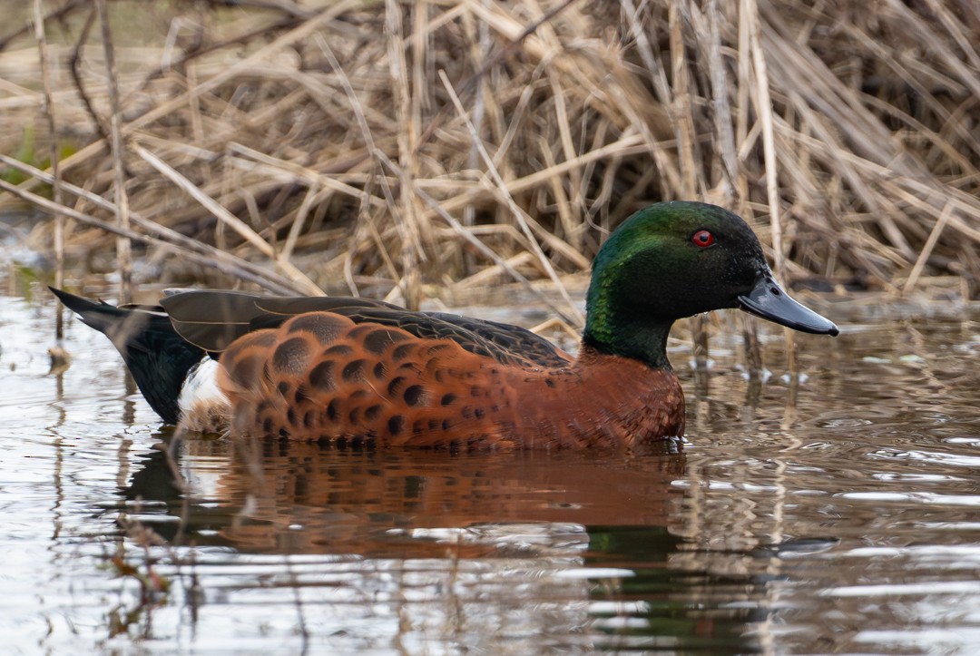 Chestnut Teal - ML647135049