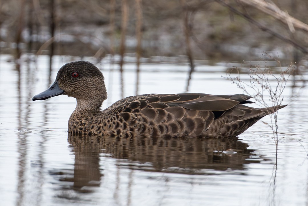 Chestnut Teal - ML647135053