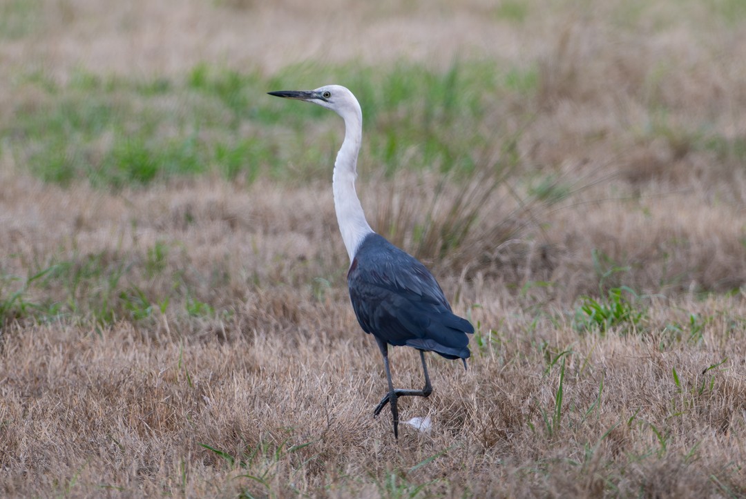 Canard à crinière - ML647135054