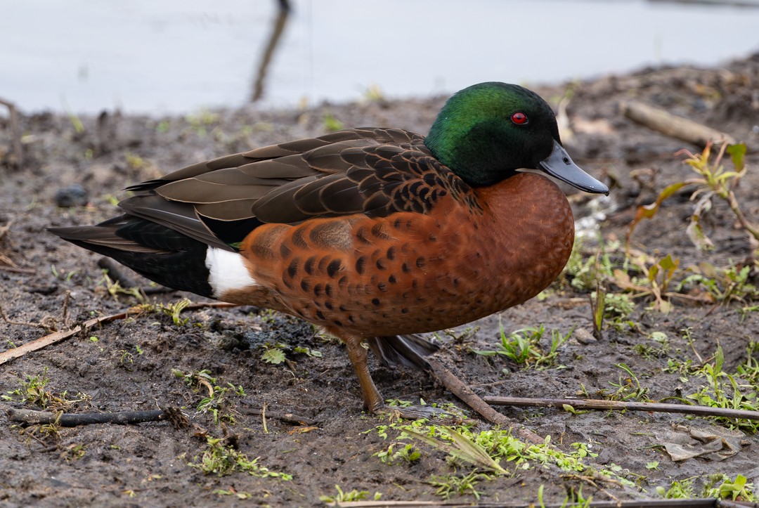 Canard à crinière - ML647135055