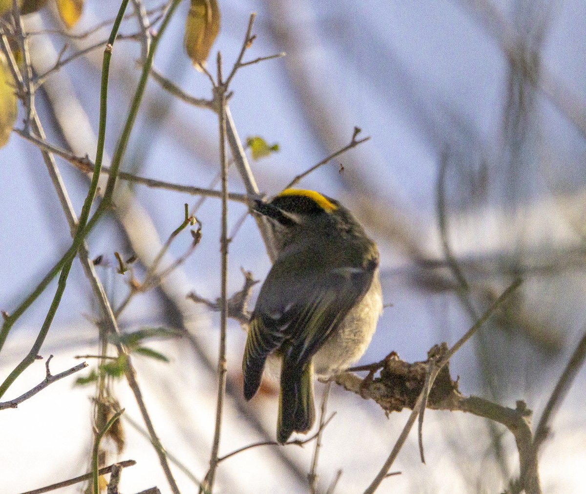 Roitelet à couronne dorée - ML647135056