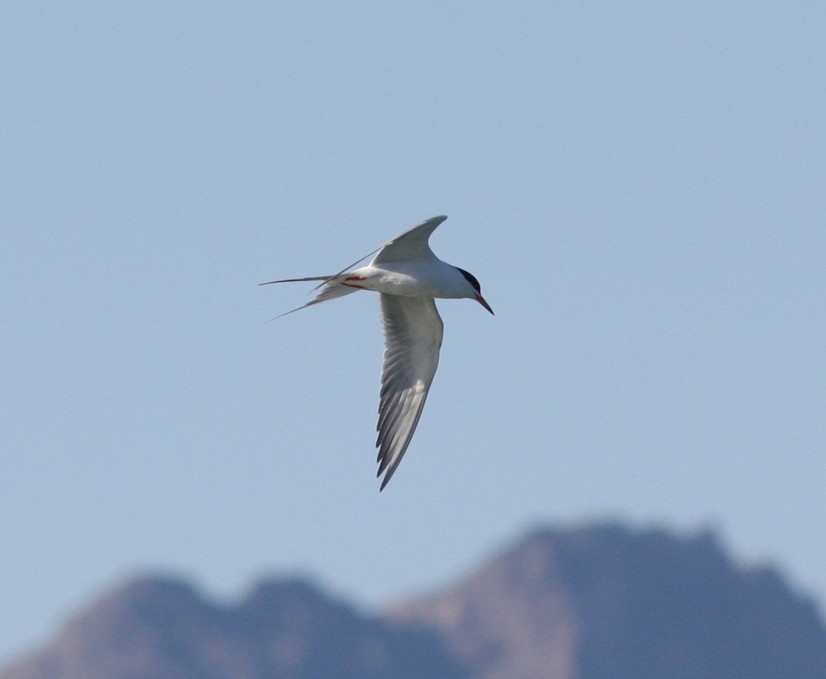 メリケンアジサシ - ML647135057