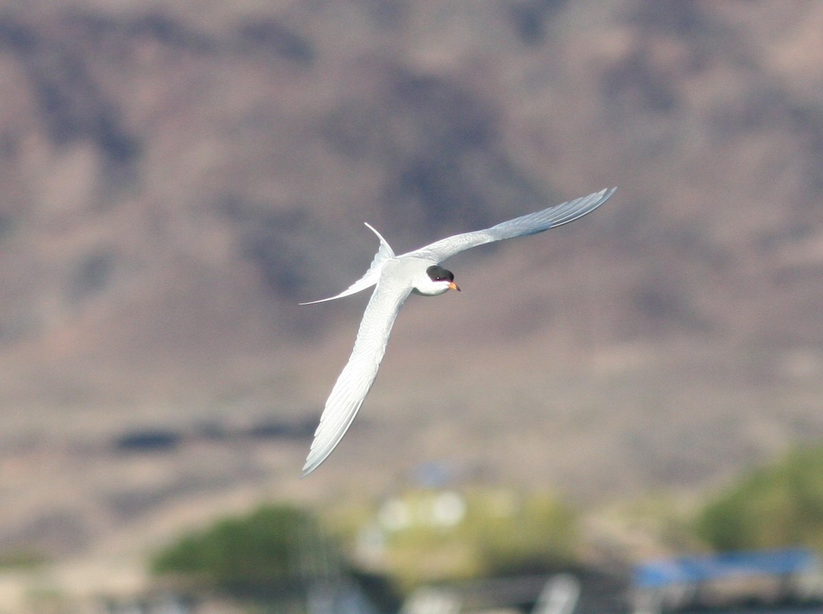 メリケンアジサシ - ML647135058