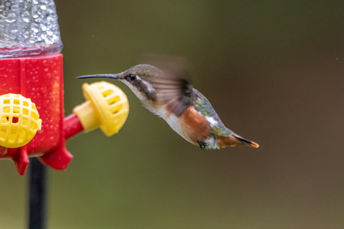 kalypta ostroocasá - ML647135059