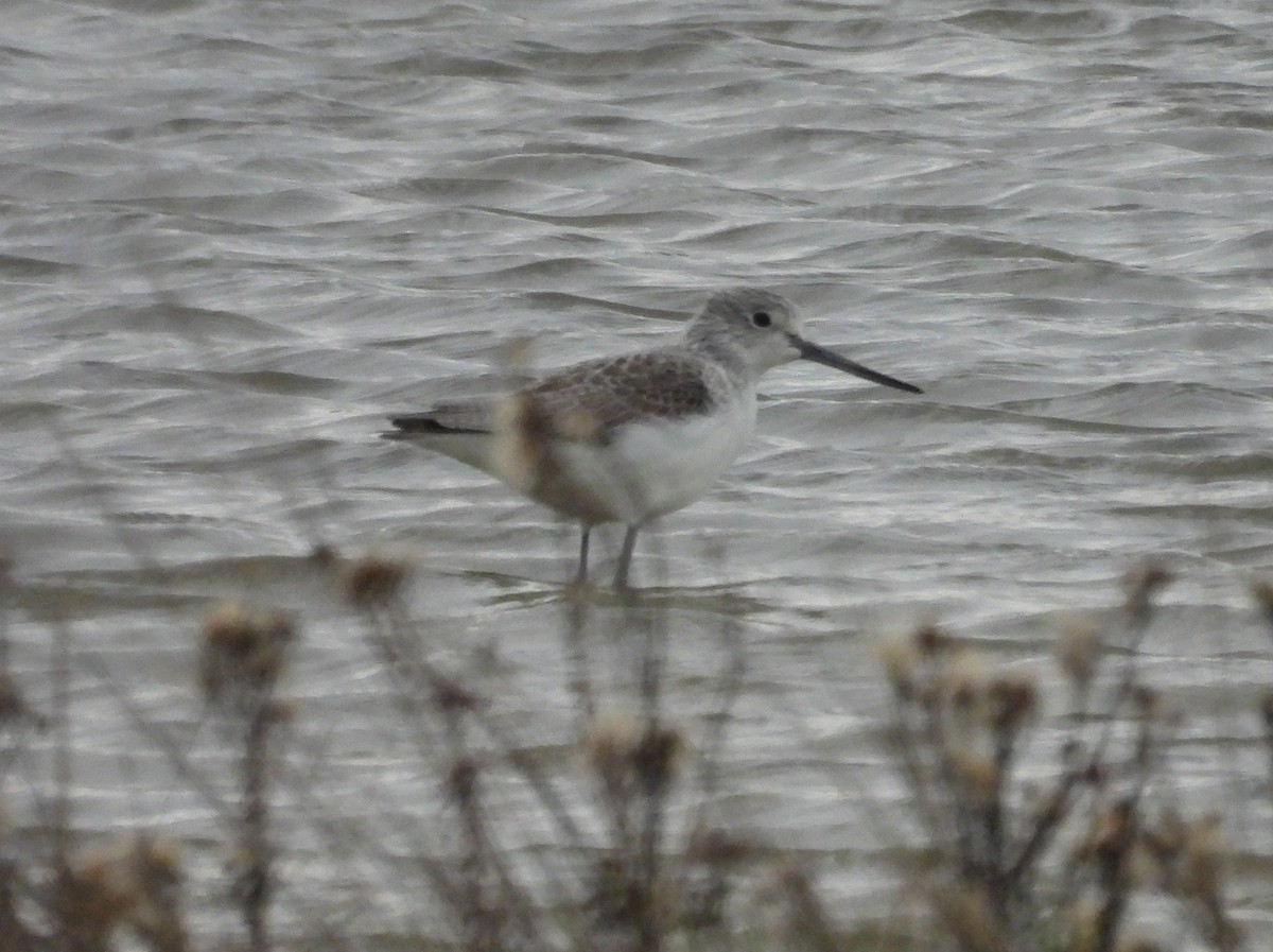Chevalier aboyeur - ML647135063