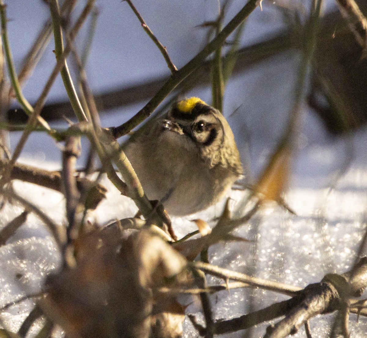 Roitelet à couronne dorée - ML647135064