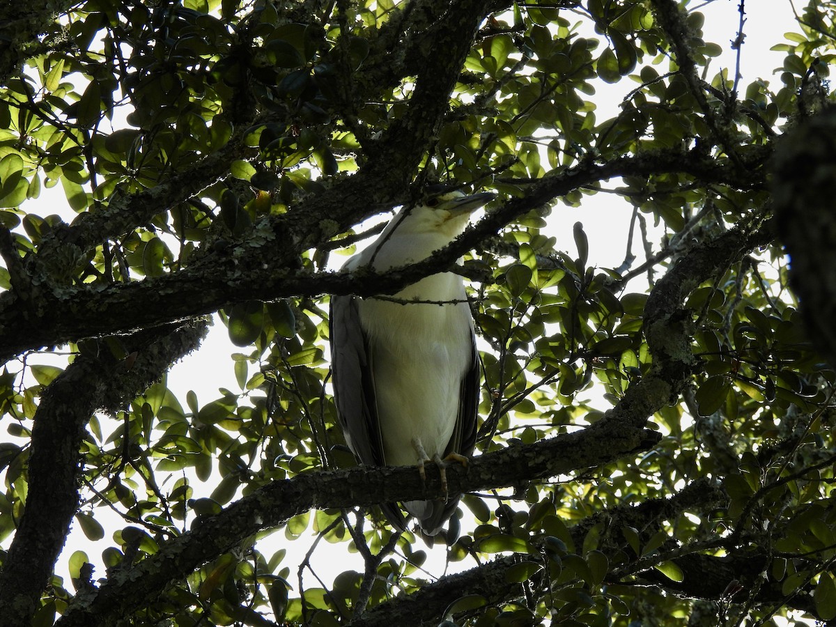 Bihoreau gris - ML647135065