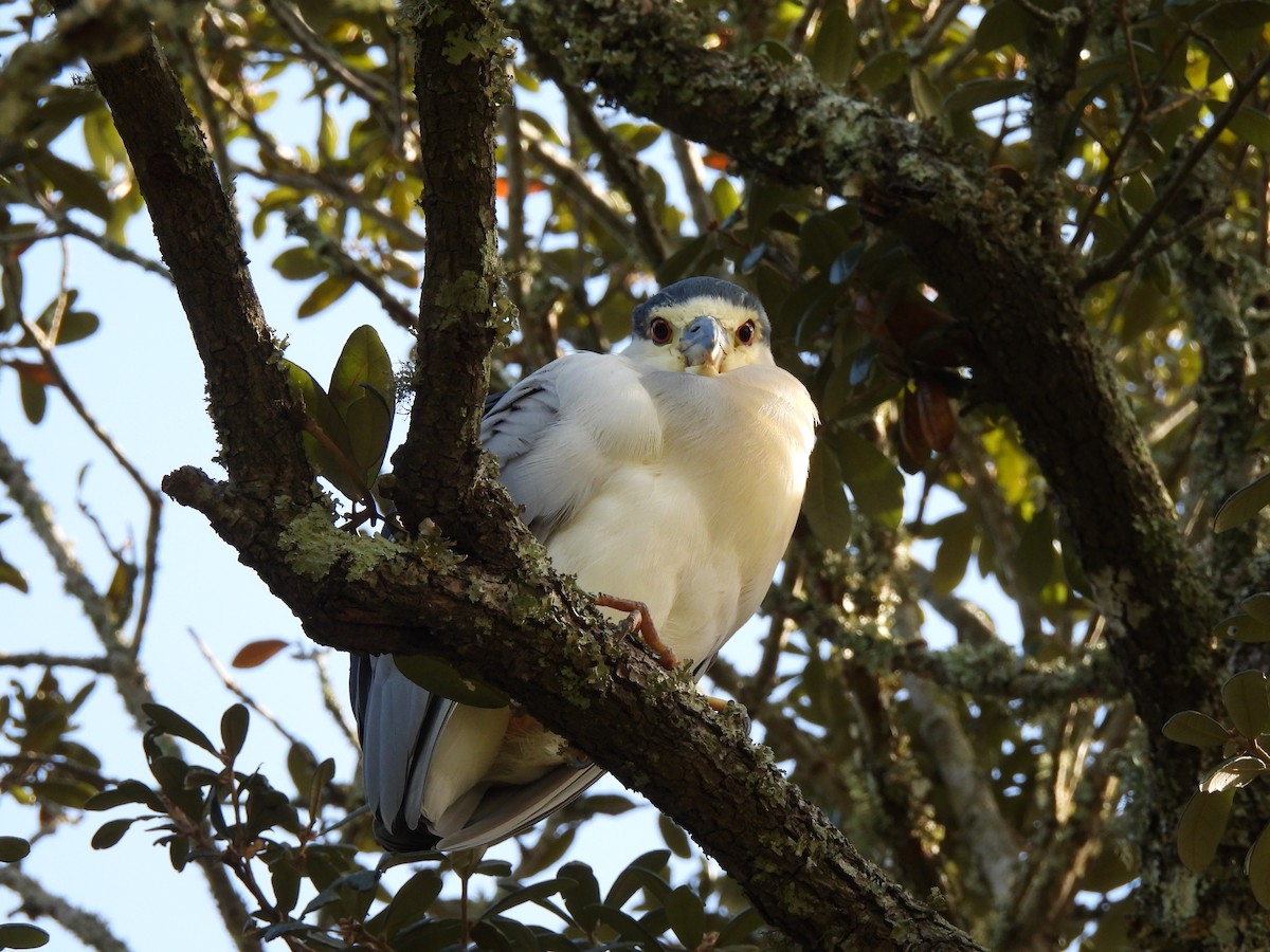 Bihoreau gris - ML647135066