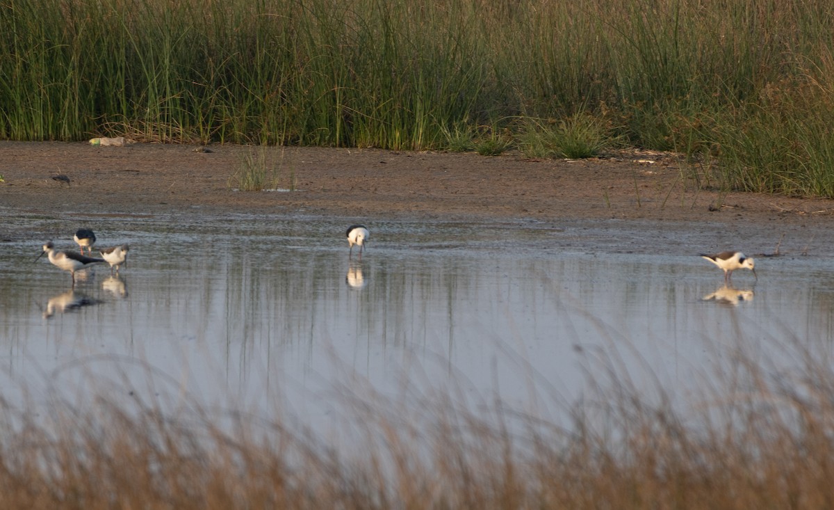 高蹺鴴 - ML647135067