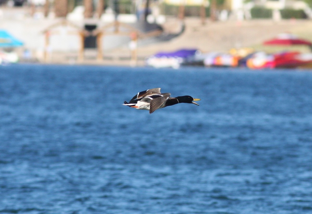 Canard colvert - ML647135068