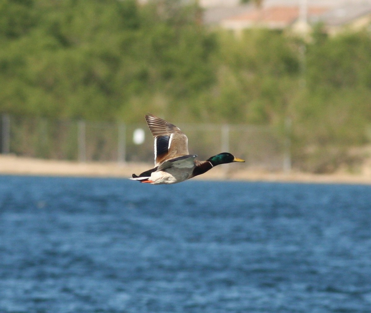 Canard colvert - ML647135069