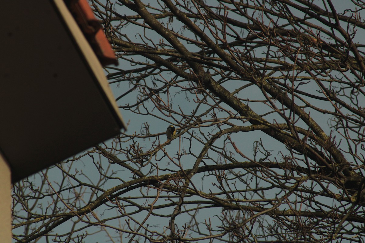 Gallinule poule-d'eau - ML647135070