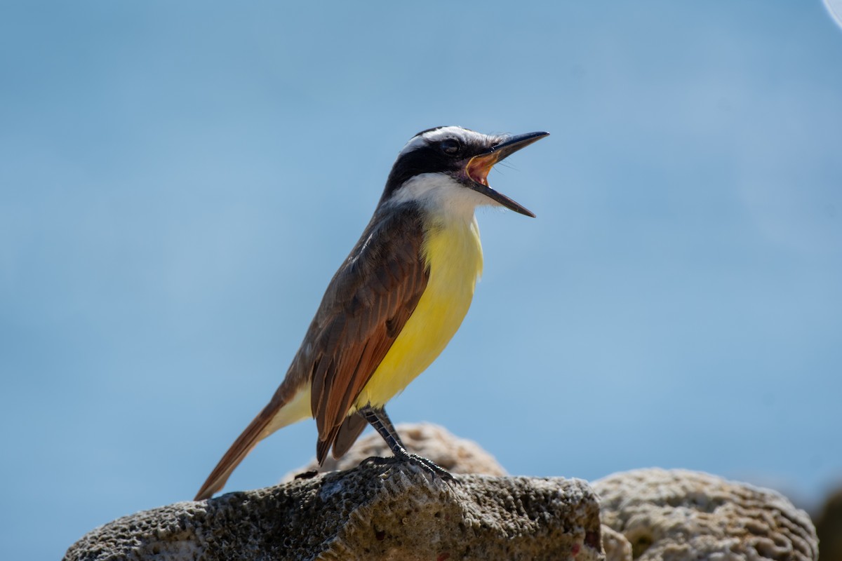 Tyran quiquivi - ML647135071