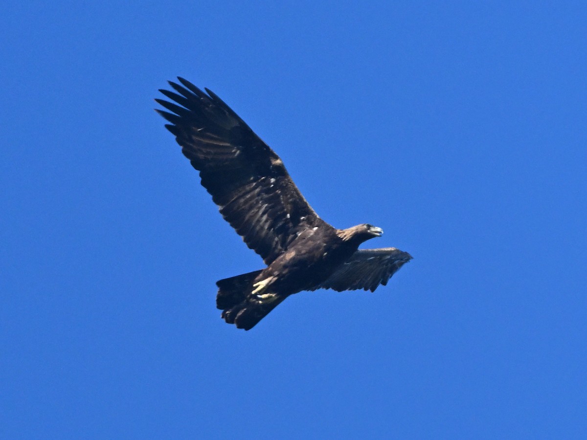 Aigle royal - ML647135075