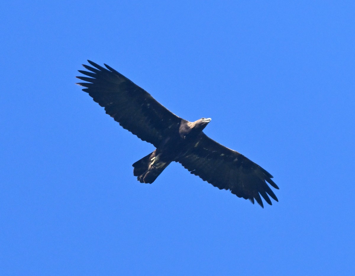 Aigle royal - ML647135076