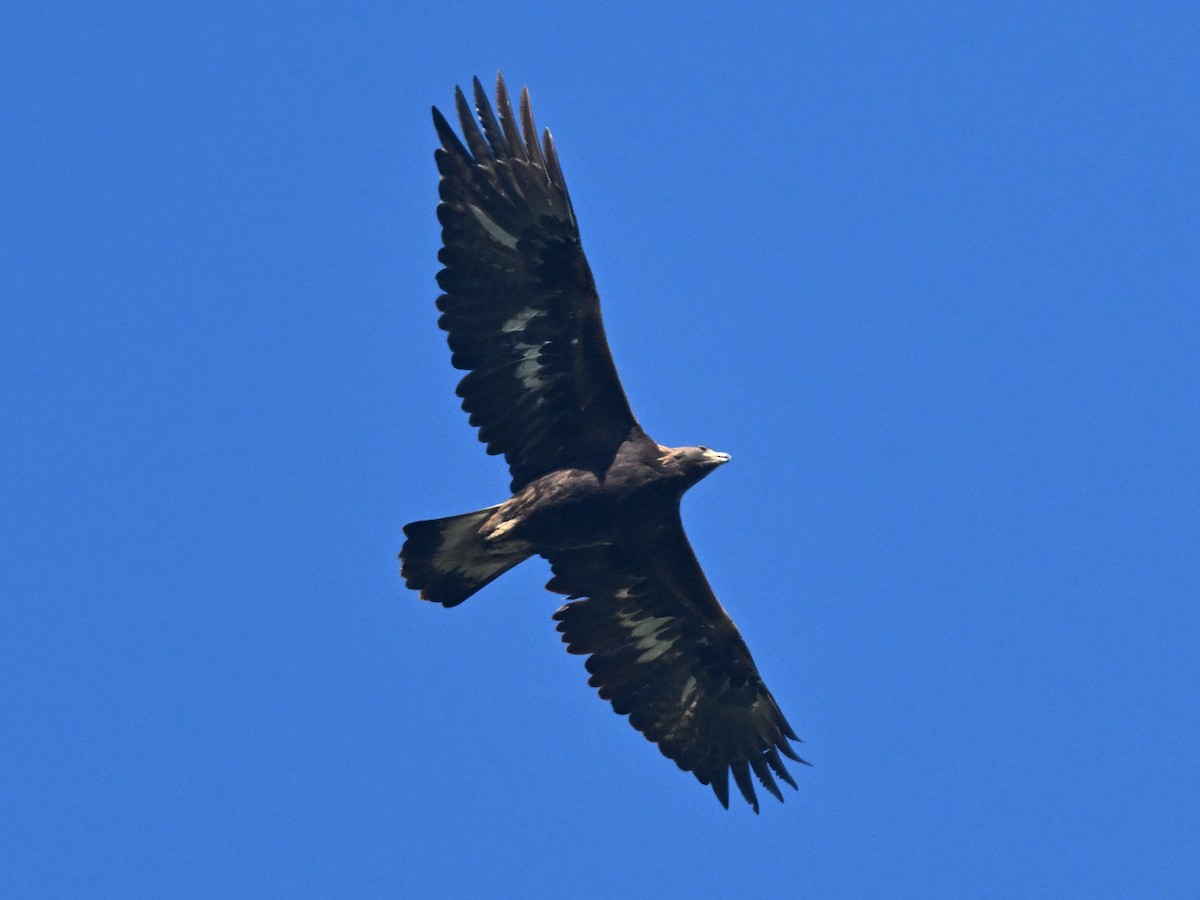 Aigle royal - ML647135078