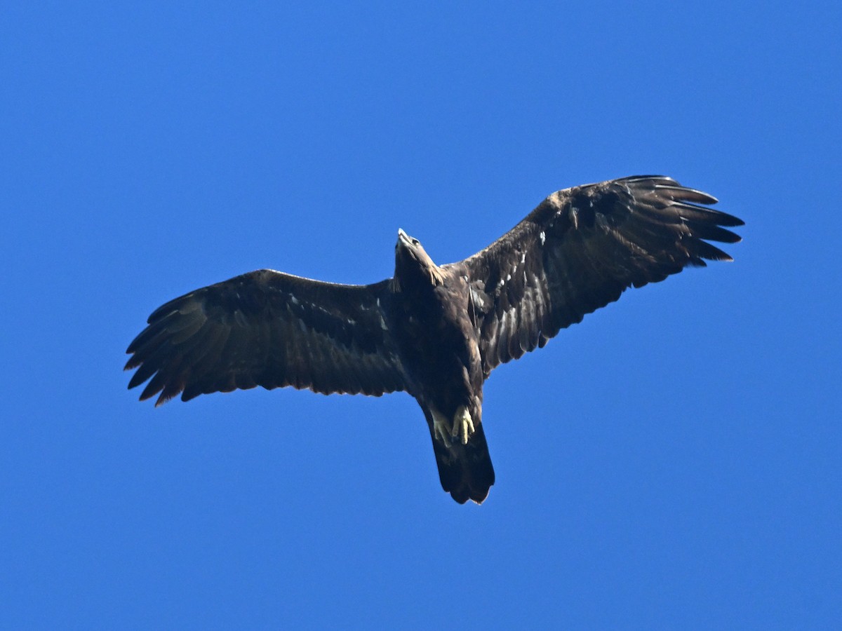 Aigle royal - ML647135079