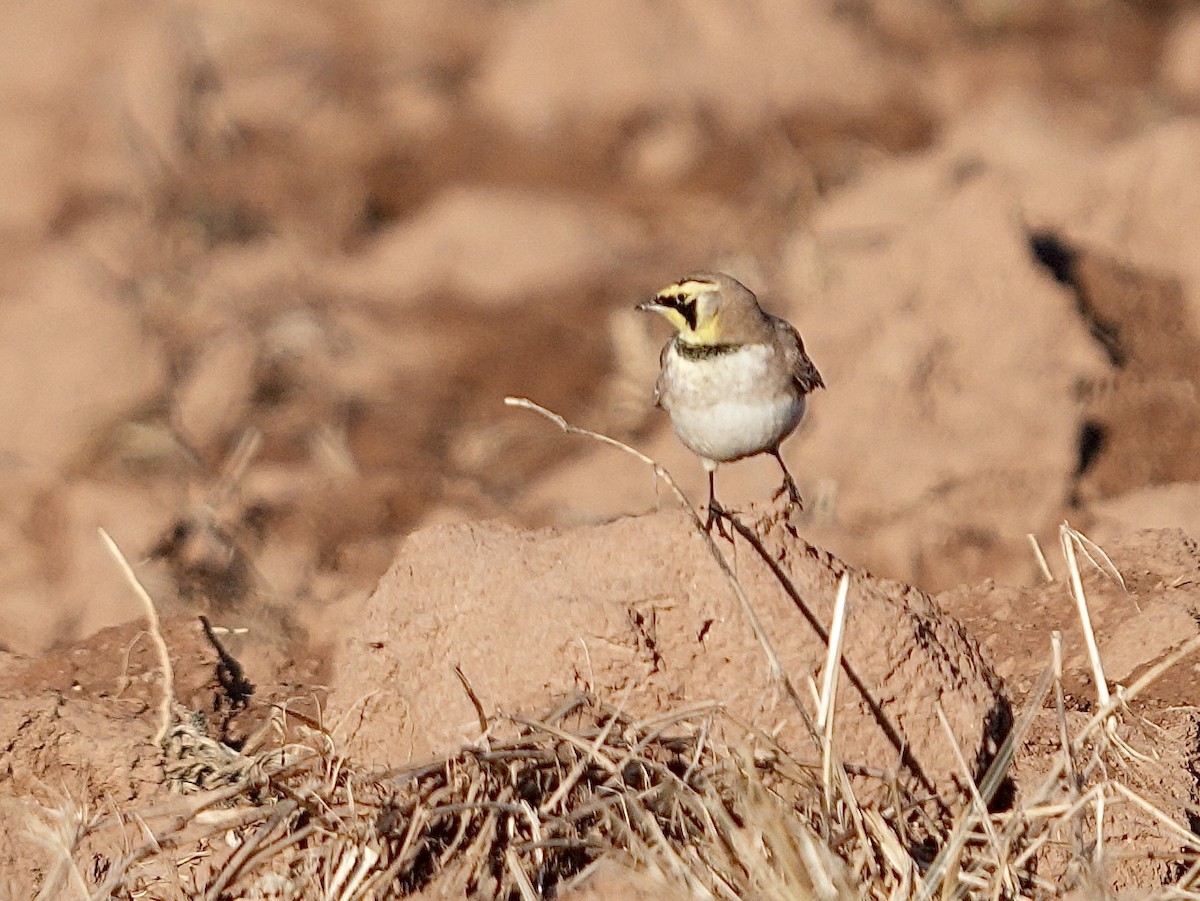 Alouette hausse-col - ML647135080