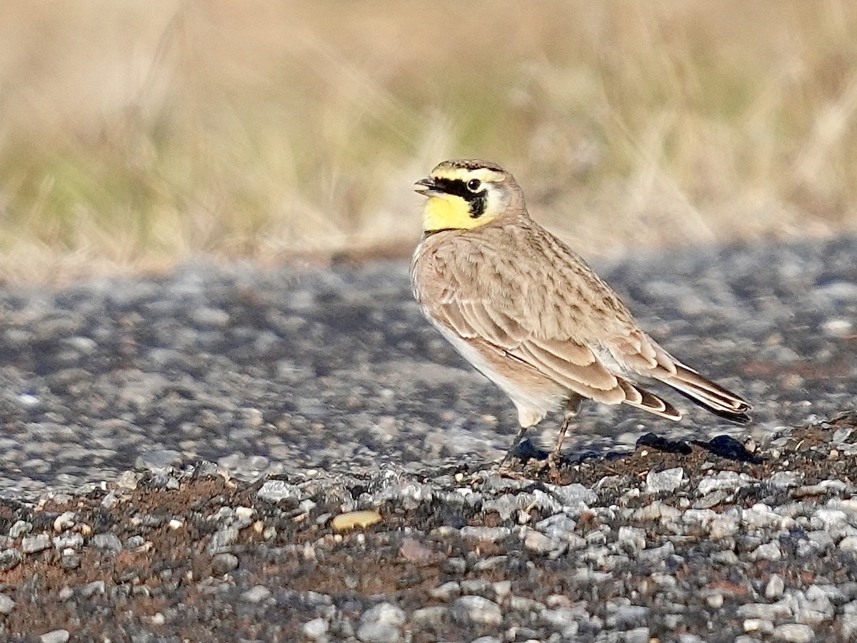 Alouette hausse-col - ML647135081