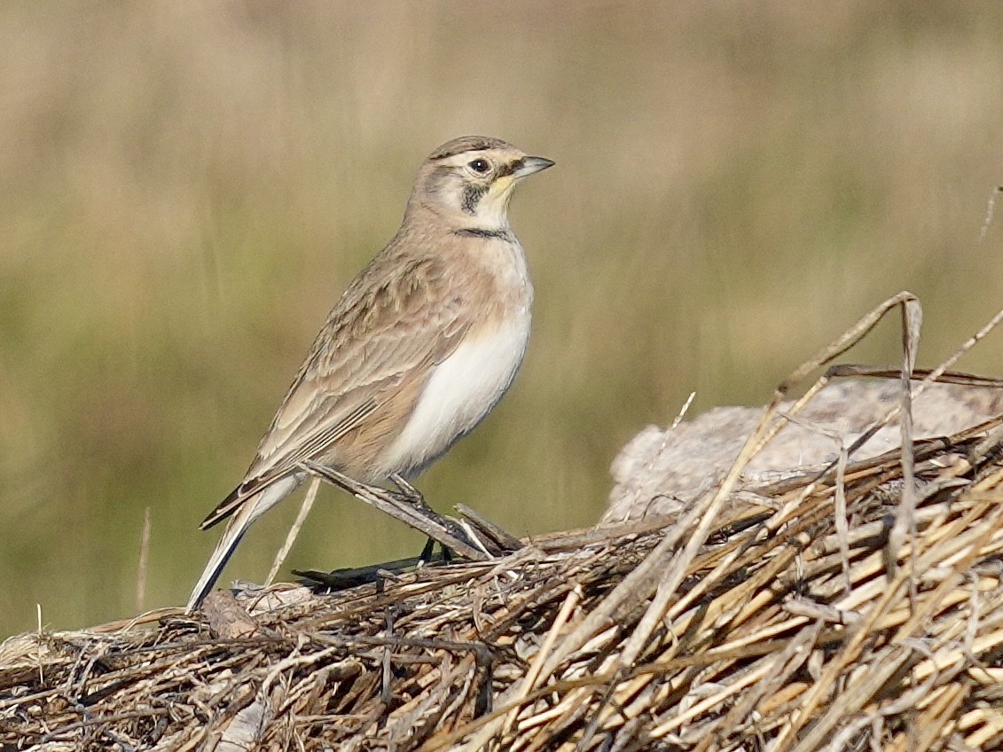 Alouette hausse-col - ML647135082