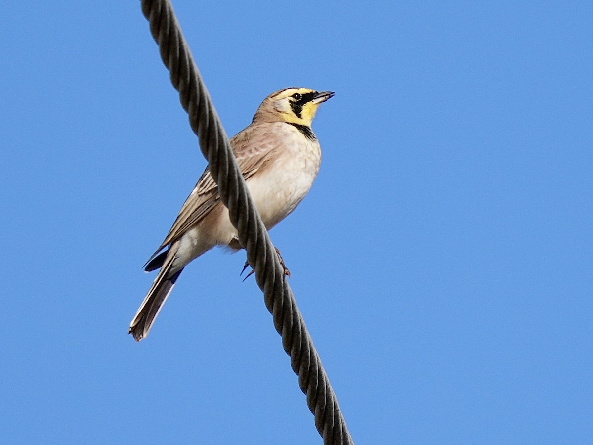 Alouette hausse-col - ML647135083