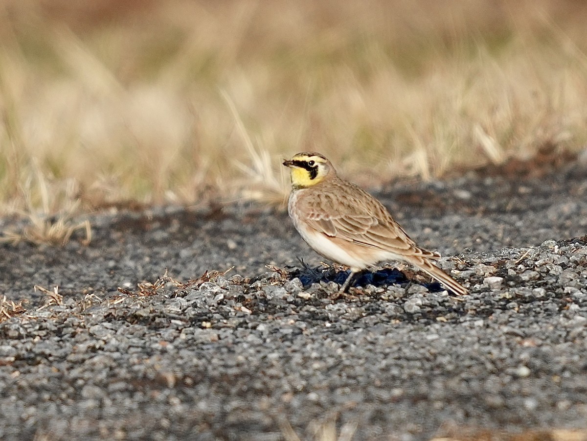 Alouette hausse-col - ML647135084