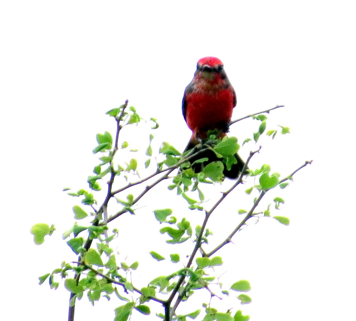 Moucherolle vermillon - ML647135085