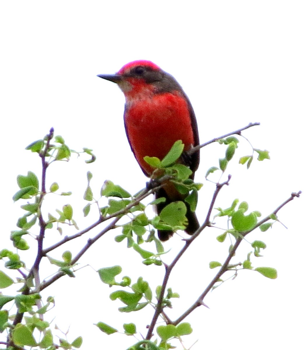 Moucherolle vermillon - ML647135086