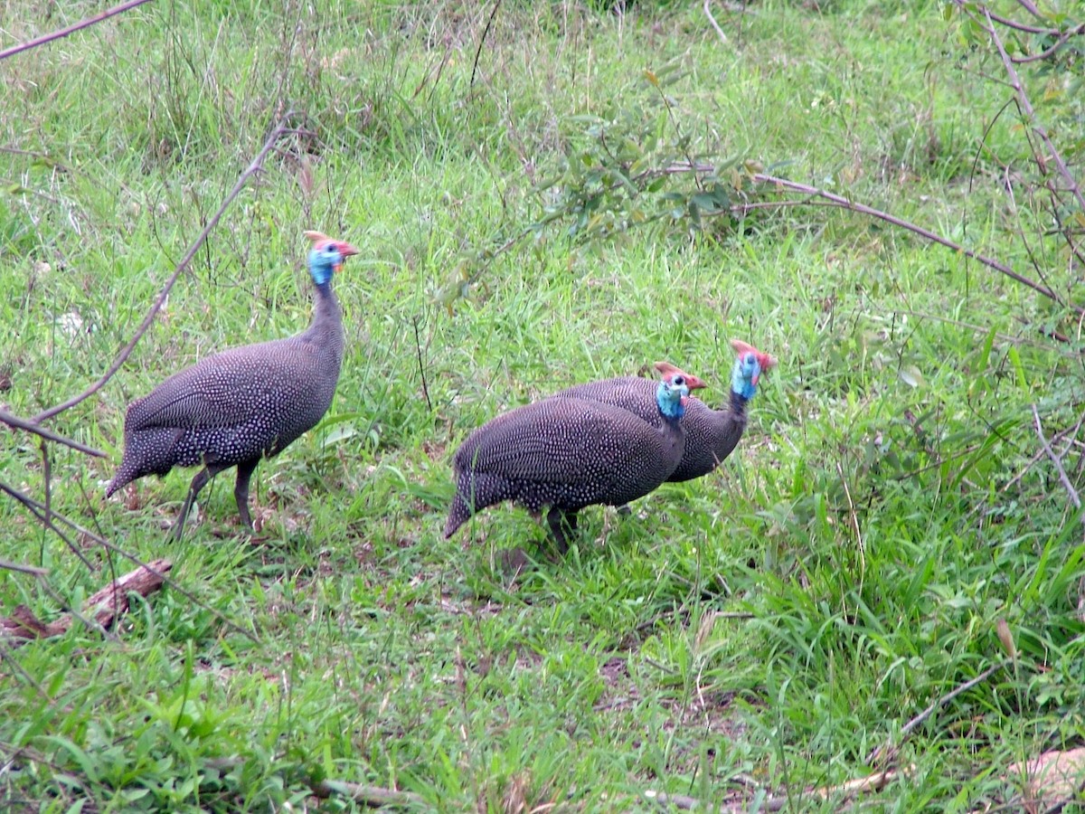 Pintade de Numidie (groupe mitratus) - ML647135088