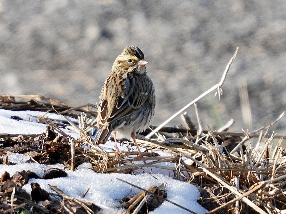 Bruant des prés - ML647135090