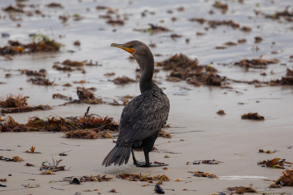 Cormoran à aigrettes - ML647135097