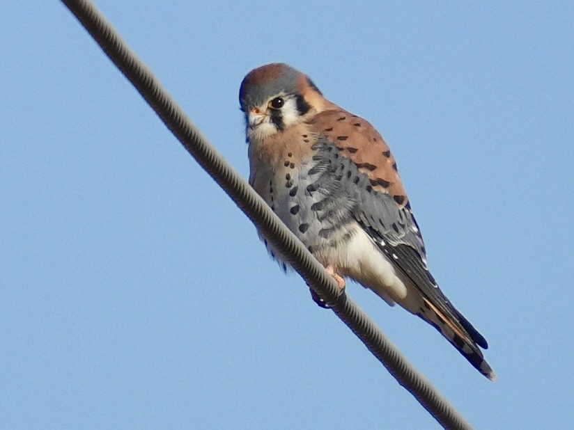 American Kestrel - ML647135100